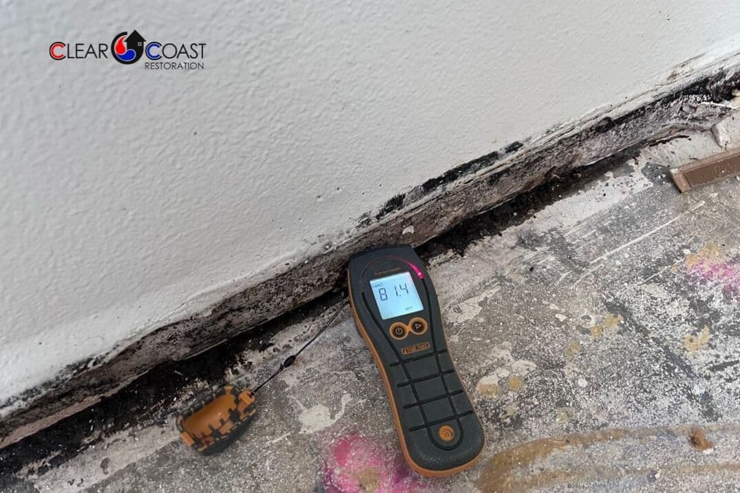 Is It Dust or Is It Mold? Here’s How to Tell the Difference in Your Home image